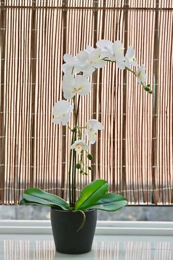 Apartamento Flores Del Mercado Apartment Cadiz Spain