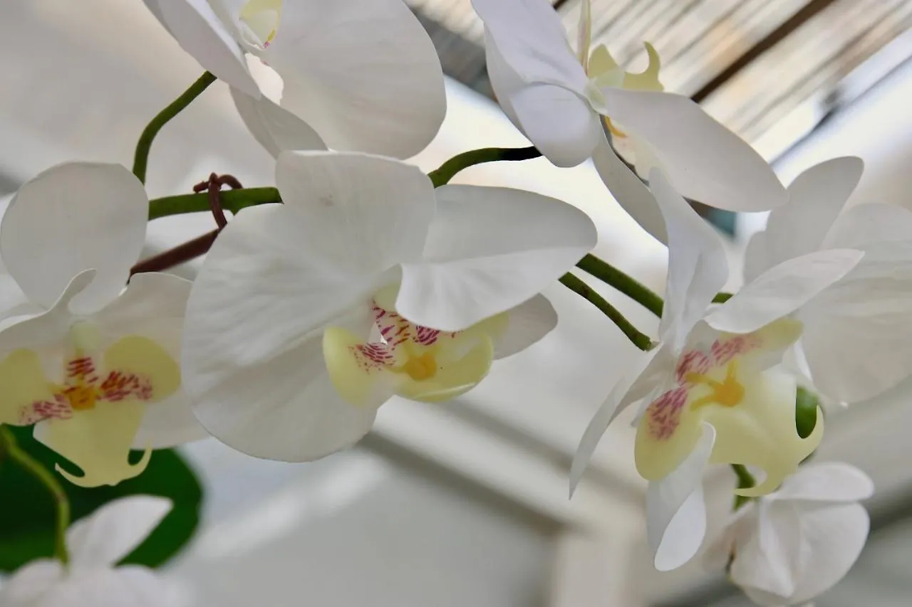Apartamento Flores Del Mercado Apartment Cadiz